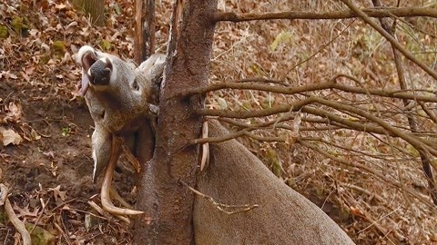 国产精品视频在线观看