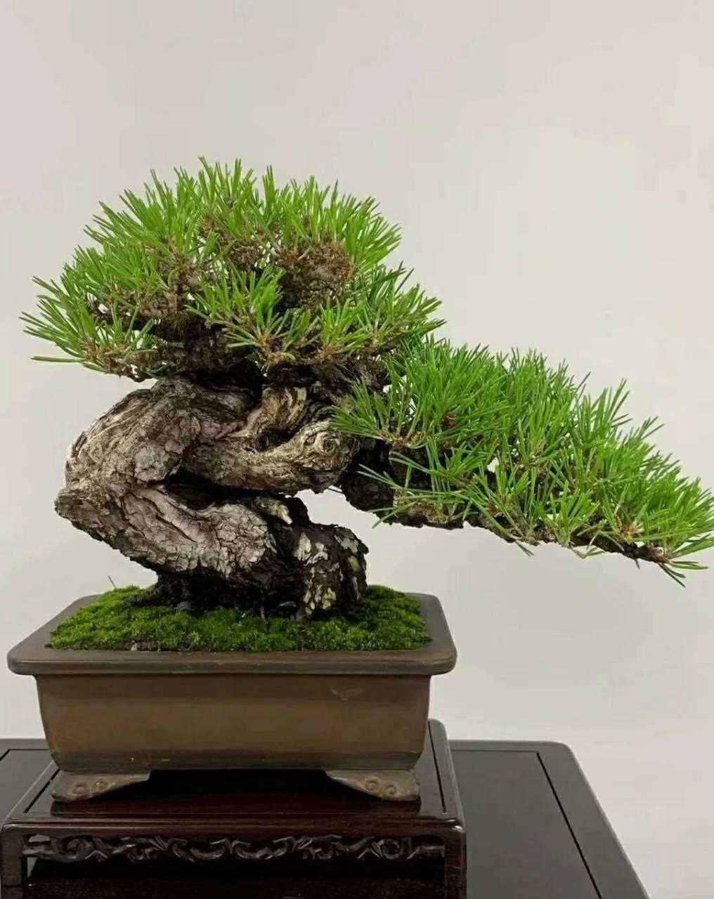 2021国内精品久久久久精免费