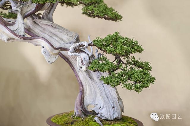 法国啄木鸟最新电影