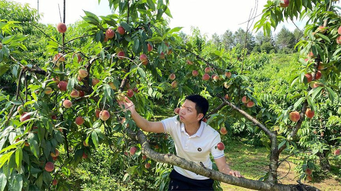 九一黑料麻豆 积极向上的黑料麻豆主题选择