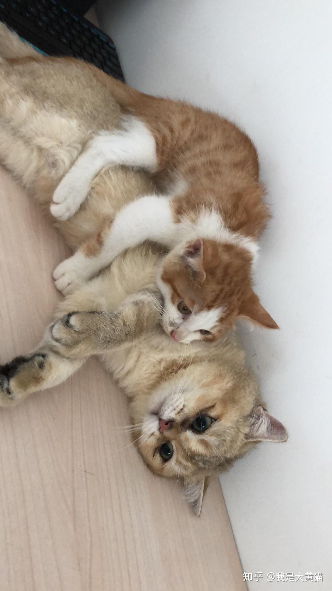 里番在线米拉小姐