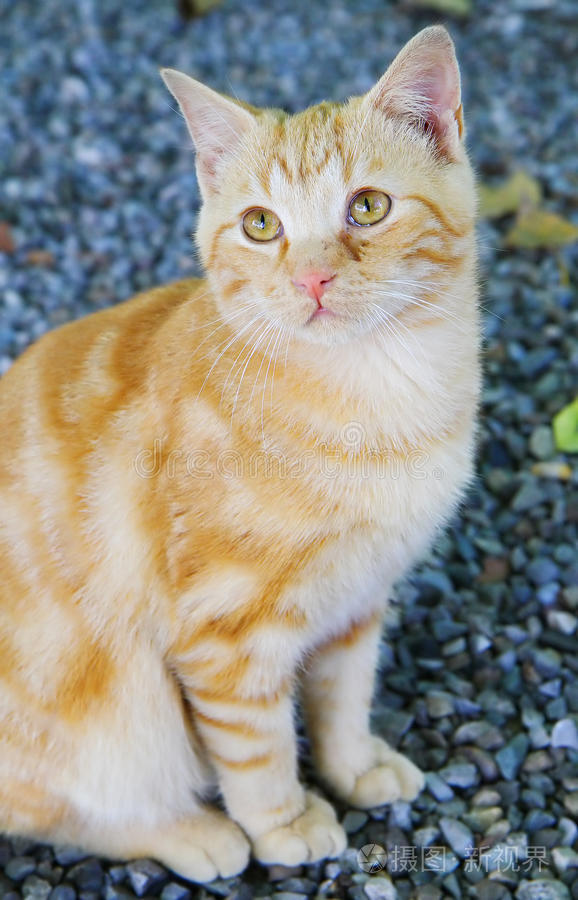 在线综艺 线综艺腾讯视频：资本雄厚