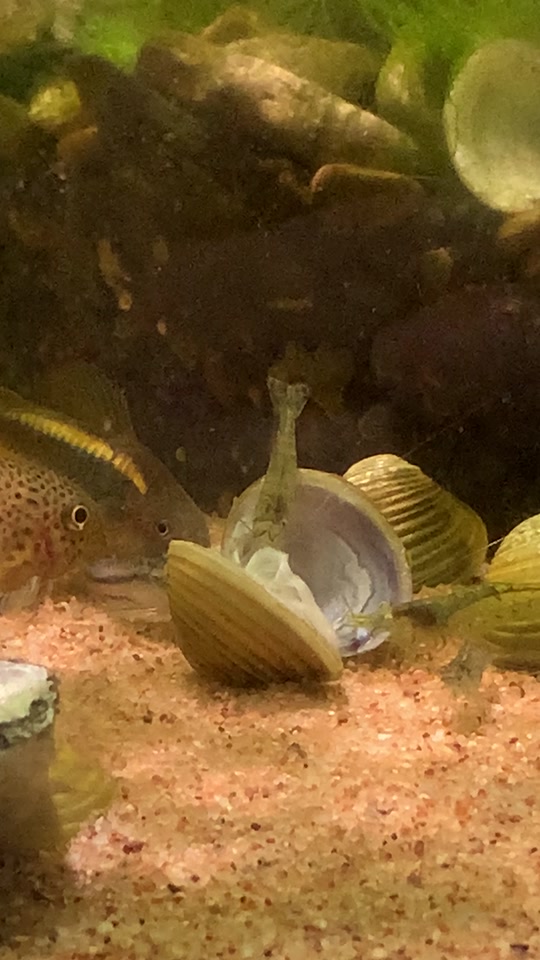 小蓝轻量版 iOS 安装包