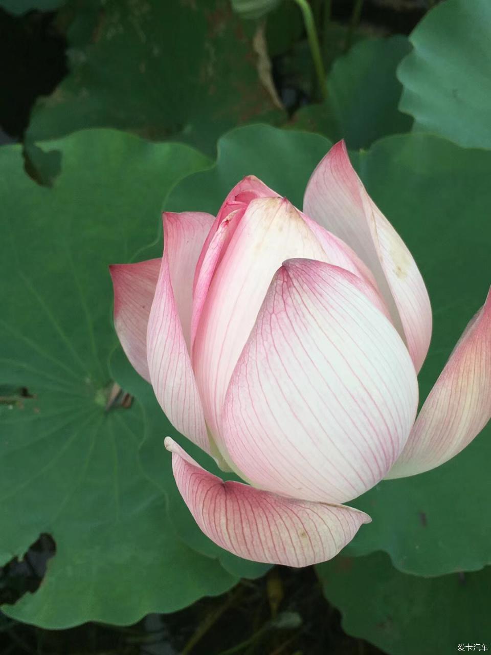 久久老司机精品午夜