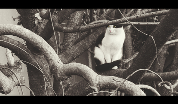 亚洲精品国产V片在线观看