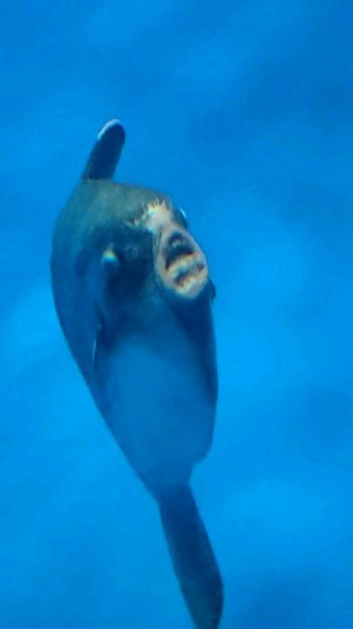 国产普通话精品A片