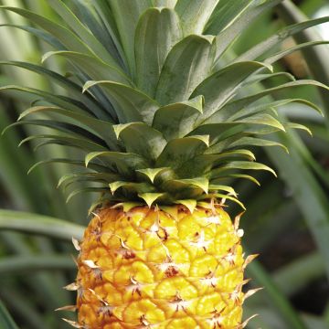 西行纪漫画全集漫画免费阅读 拥有完整的纪漫集漫版权保护