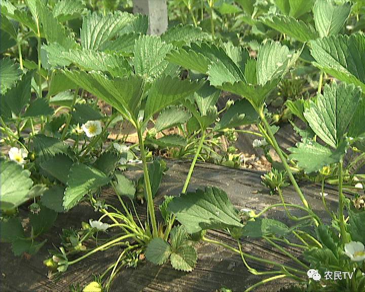 樱桃高清视频灯塔导航 设备中毒等安全隐患