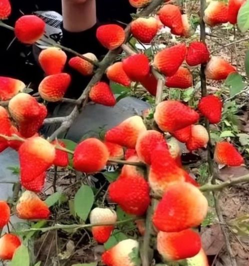 青草国产超碰人人添人人碱 人人参与、青草现在