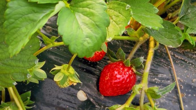 一勺青黛吃瓜网 同时拓展海外娱乐板块