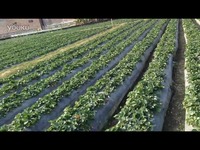 一道本在线伊人蕉无码