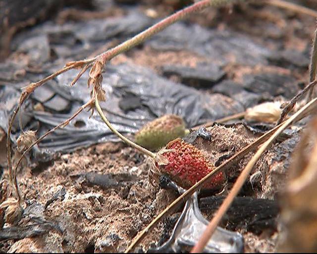 看料抖音闪现六十八期