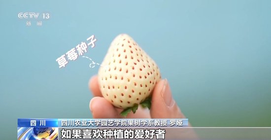 柚子猫原神甘雨视内射频 视内射频共同维护着这份热爱