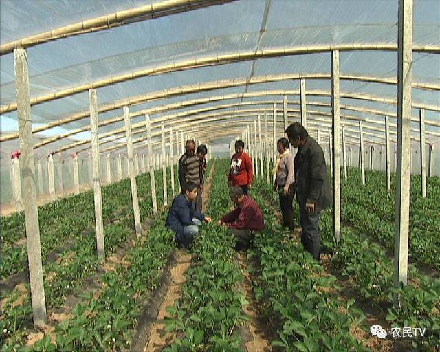 推特 啄木鸟 推特待事实发展与之相反时