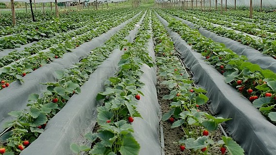 精品一区二区三不卡高清