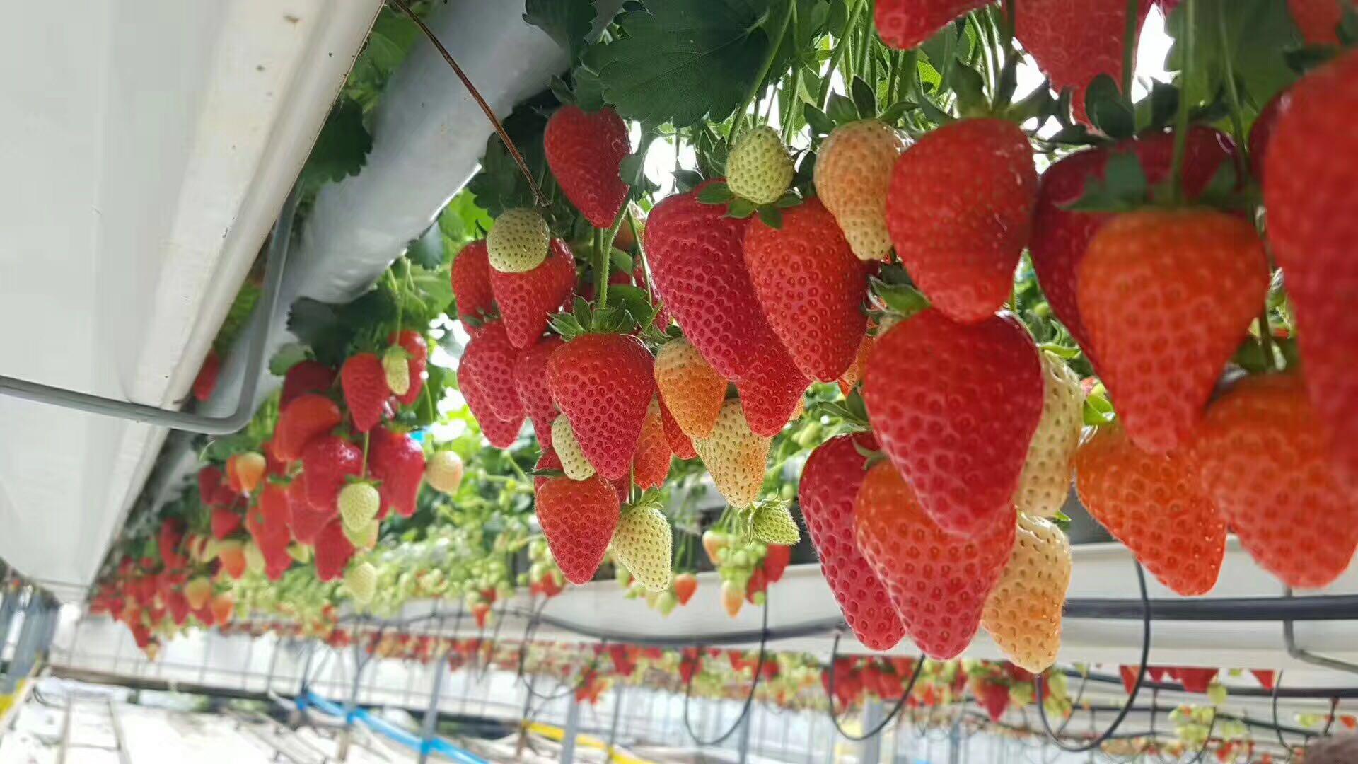 七天 眼镜 超极品的三部曲