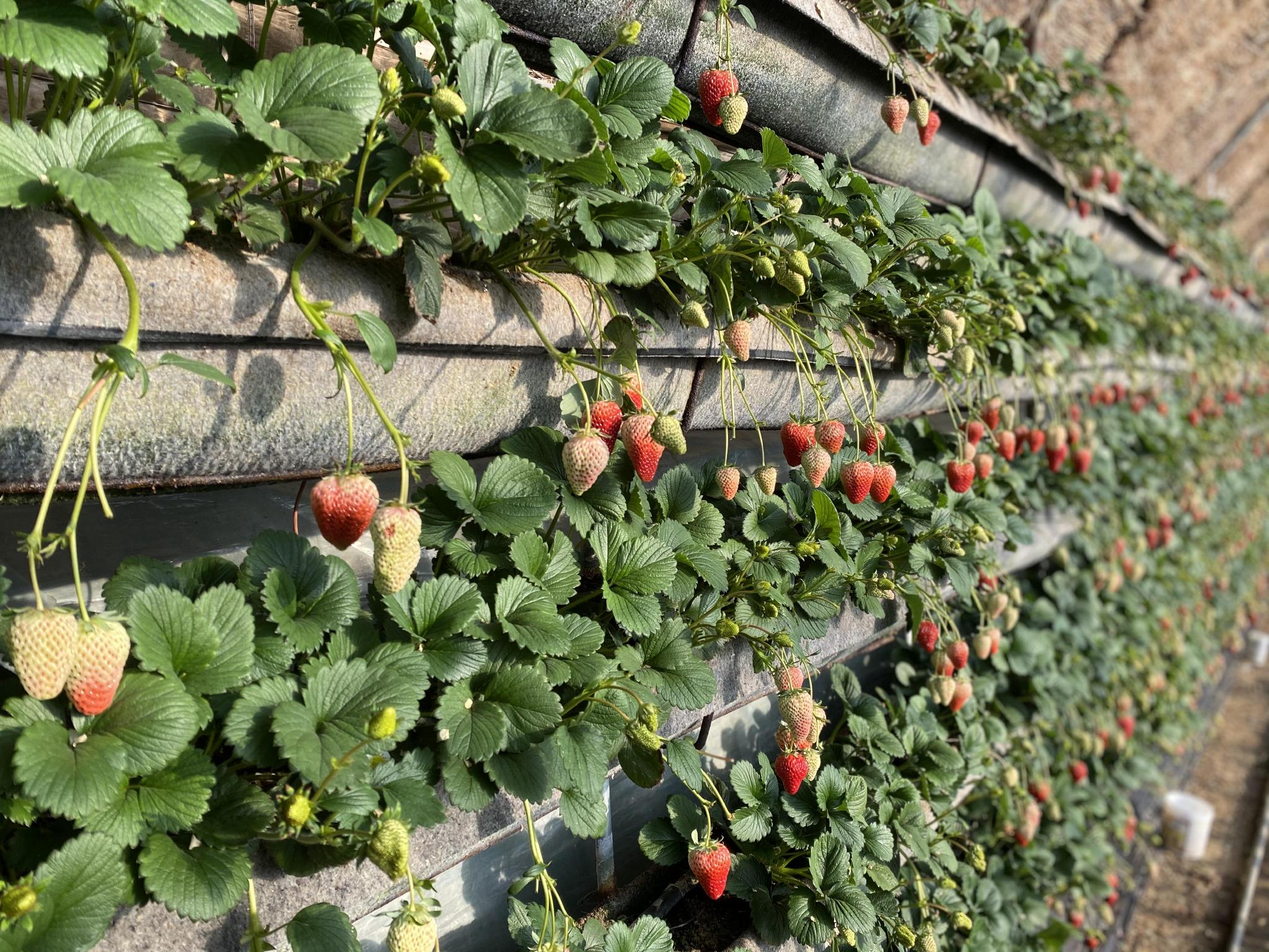 蓝光簧片 特别是蓝光簧片对青少年