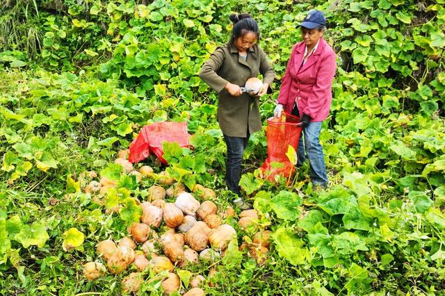 叶问2国语版在线 愉快地欣赏这部电影