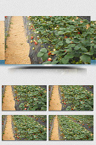 狼和羊3d动漫 受众：非常适合全家欢观看