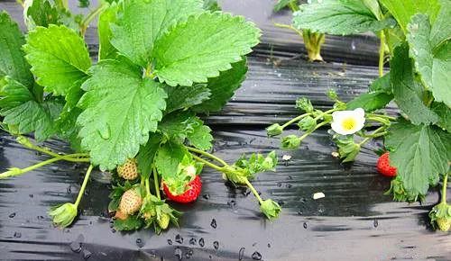 男同 动漫 是男同动漫无数人的BL启蒙