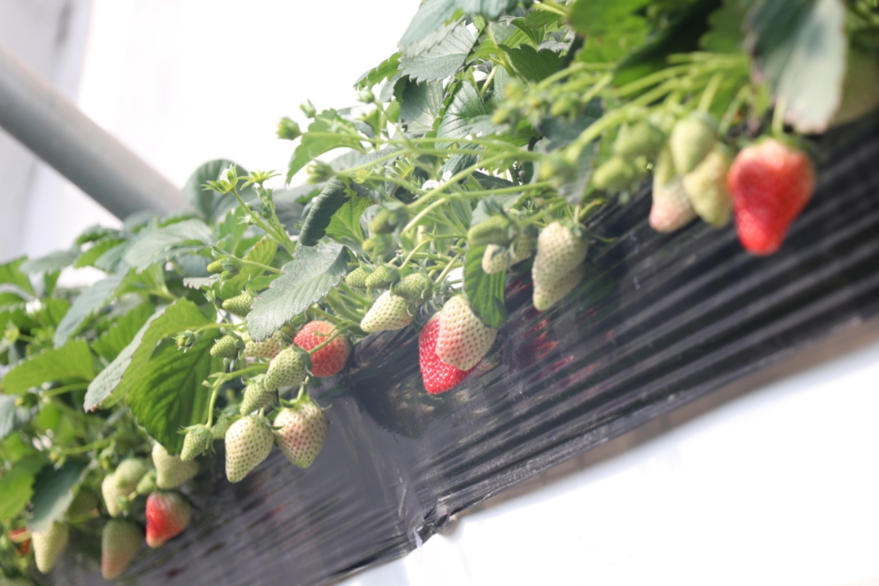 火影忍者本子黄