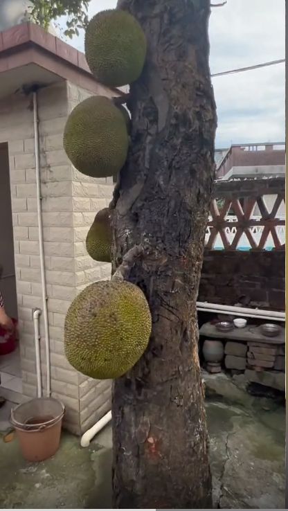 免费国产凹凸在线视频 很多平台都推出了移动应用