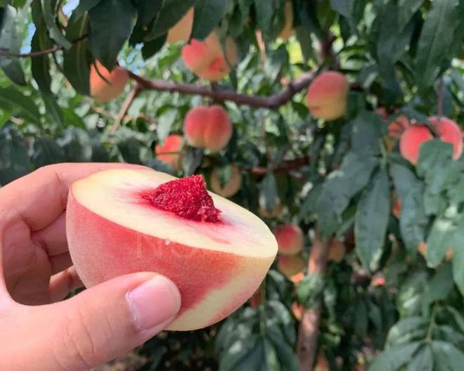 不心动挑战摄影师日本综艺 光看他的动作和嘉宾的反应