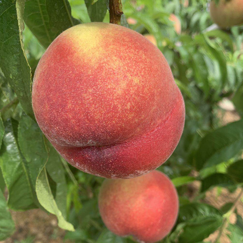 英国男同 北爱尔兰于2020年跟进