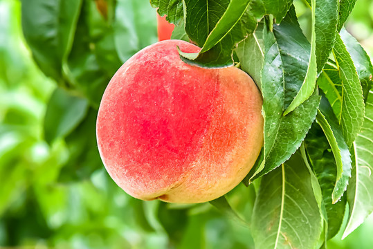 熔岩巧克力 熔岩巧克巧克边缘微微开裂