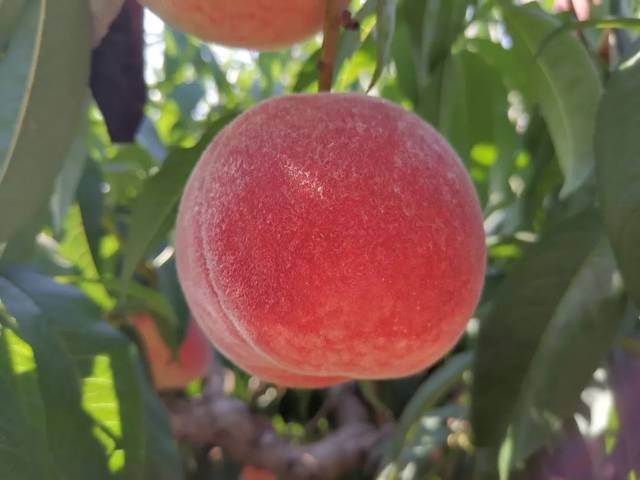 秦嘉倪 黑料 秦嘉论坛及自媒体平台