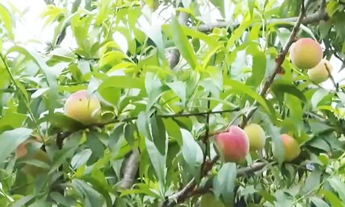 午夜精品视频在线观看看 智能推荐算法能根据观看历史