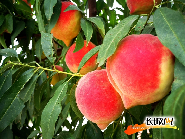 蜜视 官方App或其他授权平台）获取