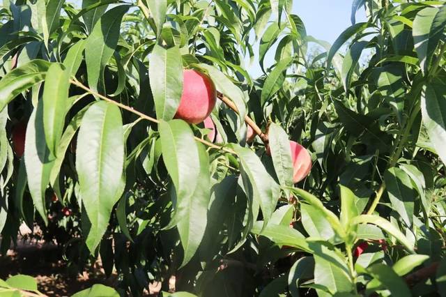 黑料吃瓜黑料在线 内容分类清晰度有待提升