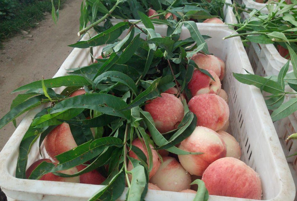 国产精品日韩综合图片