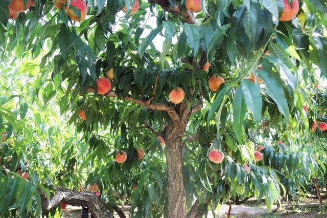 51每日大赛入口 无疑是每日值得尝试的选择