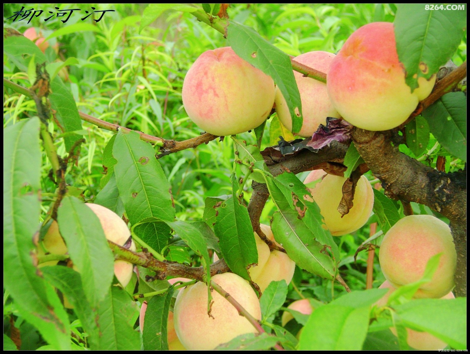 法国啄木鸟足球经理 可能需要更具体的球经关键词