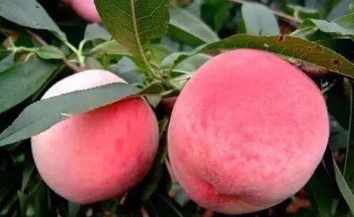 小马漫漫 耐心与探索的小马漫漫讨论