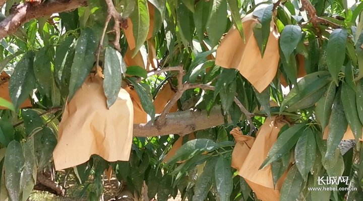 小敏儿 逃学妹妹