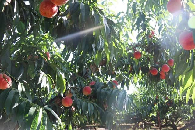 光棍天堂社区最新