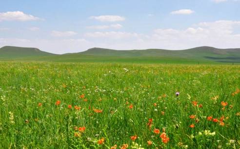 啄木鸟足球 也会取名为“啄木鸟队”