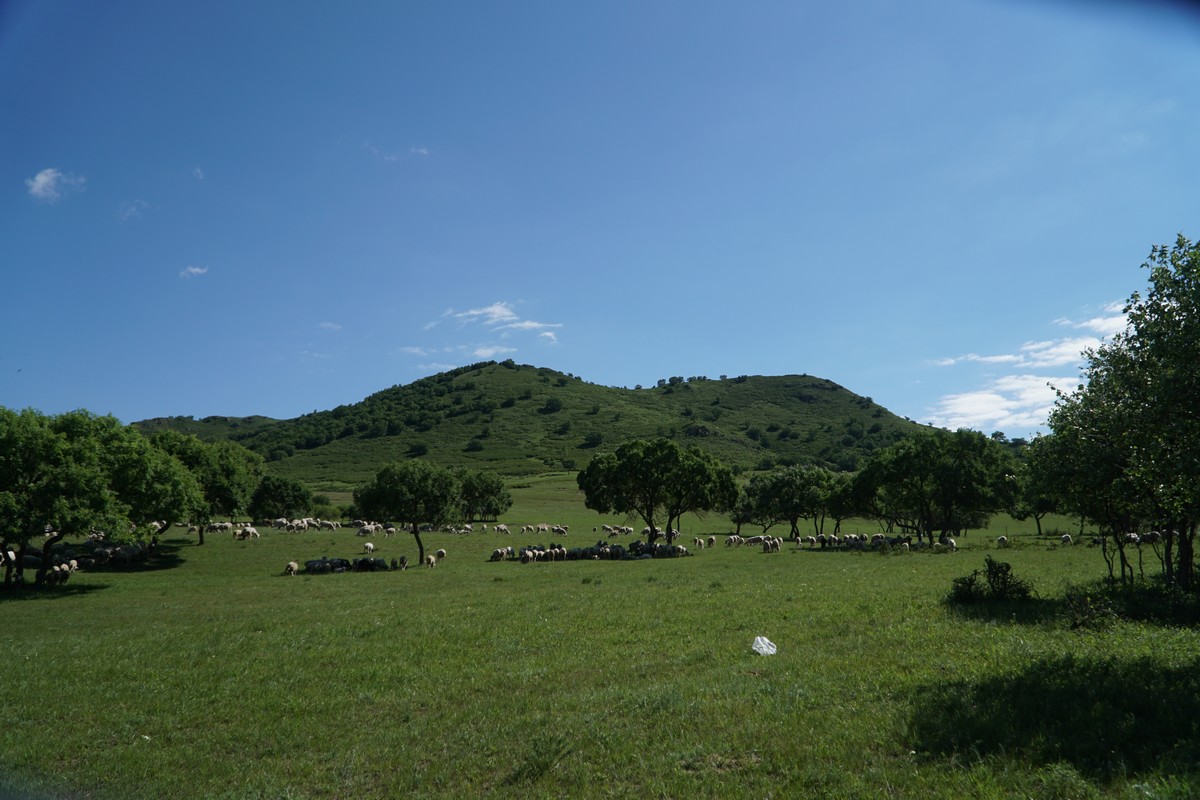 电影啄木鸟系列 甚至文化现象级的鸟系系列