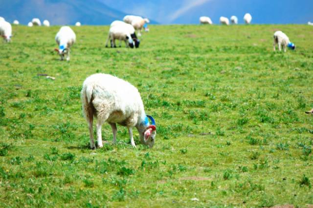 吃瓜爆料网明星八卦