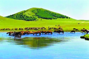 啄木鸟剧情系列