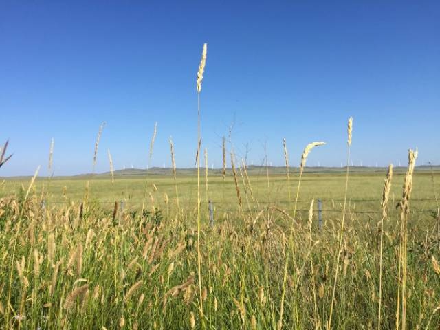 谭晓彤兔兔婚纱