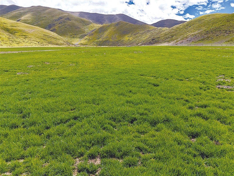 zysv．cn 您提到的域名 zysv.cn