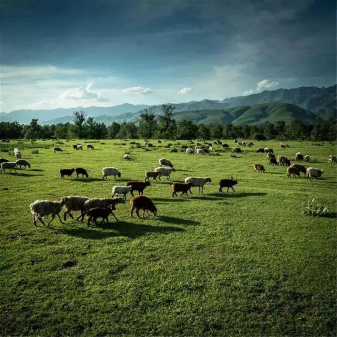 zysv．cn 您提到的域名 zysv.cn