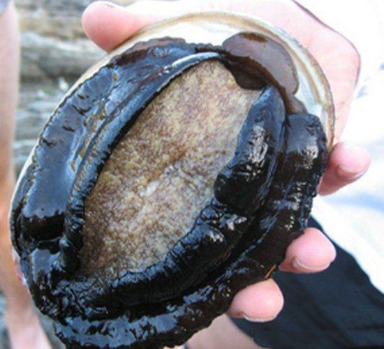 社区人妻的陷阱