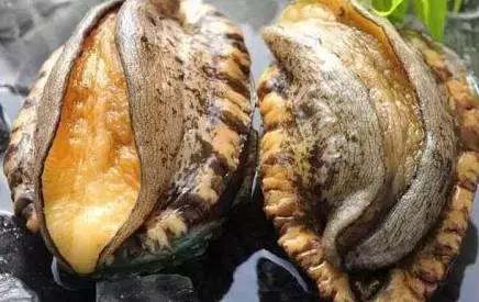 任务视频在线看