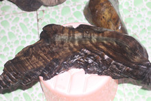 如果电话亭好了动漫 果电使用者进去投币后