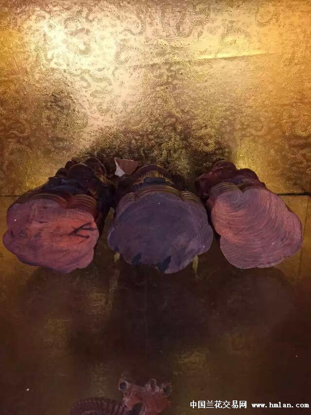 91制片厂官网最新 支持全屏与剧场模式